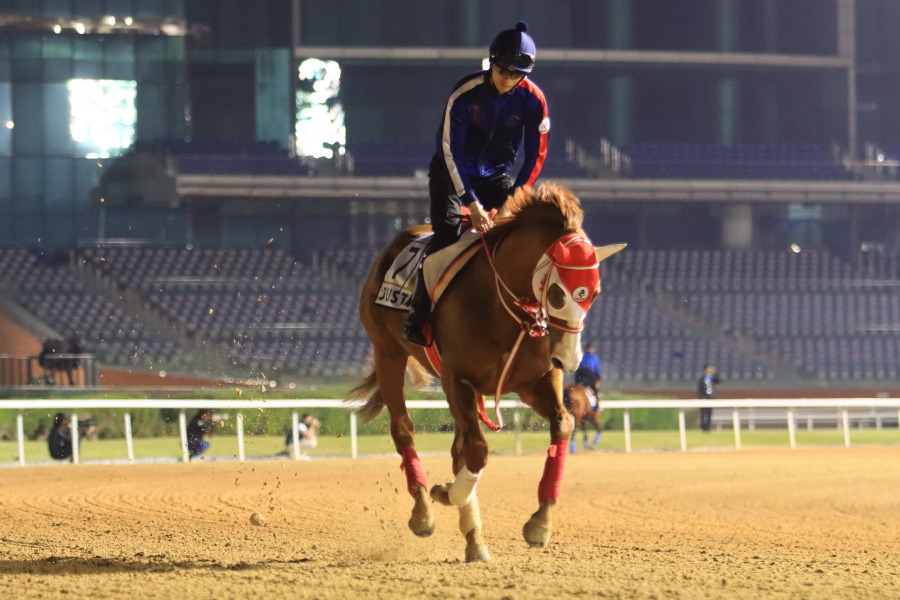 24日の日本馬（ドバイゴールデンシャヒーン組）の画像