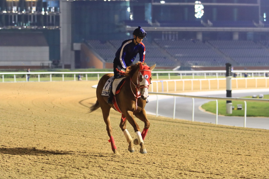 24日の日本馬（ドバイゴールデンシャヒーン組）の画像