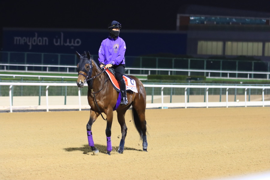 24日の日本馬（ドバイワールドカップ組）の画像