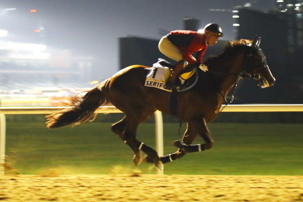 24日の日本馬（ドバイ組ターフ組）の画像