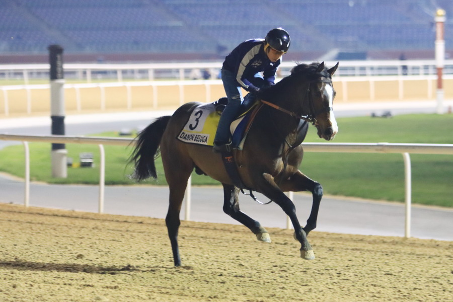 24日の日本馬（ドバイ組ターフ組）の画像