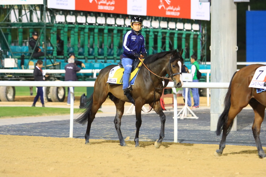 24日の日本馬（ドバイ組ターフ組）の画像