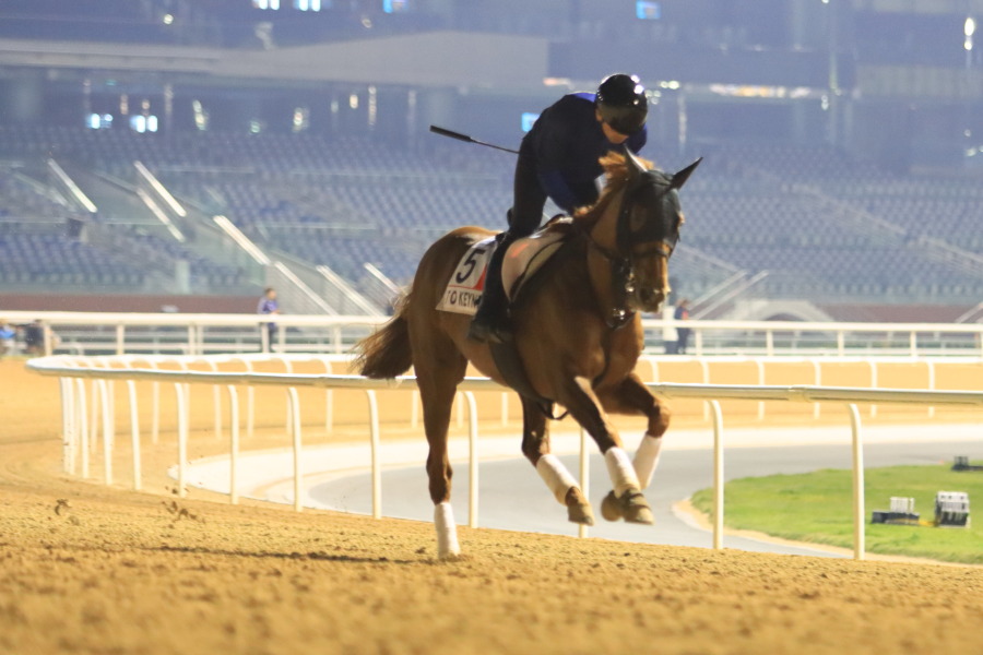 24日の日本馬（ドバイワールドカップ組）の画像