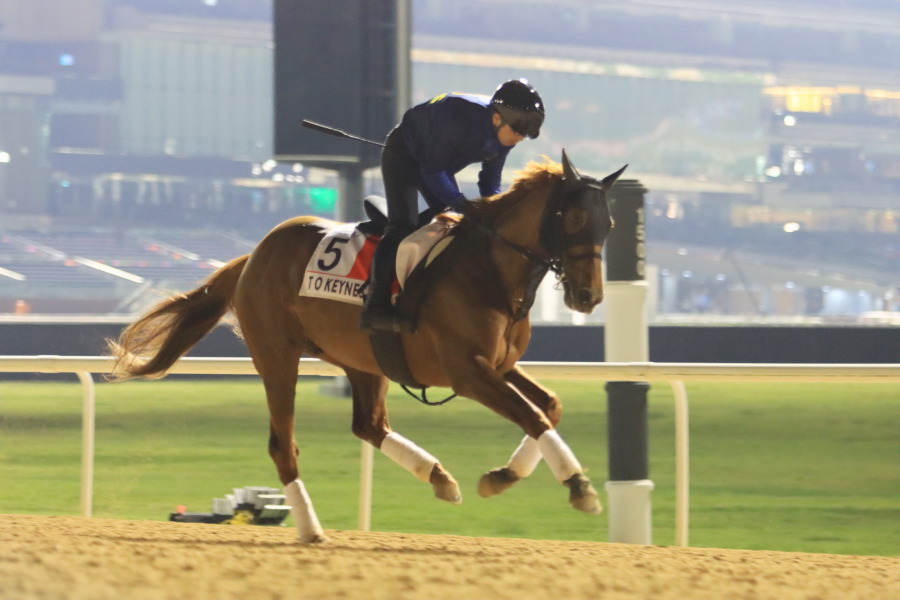 24日の日本馬（ドバイワールドカップ組）の画像