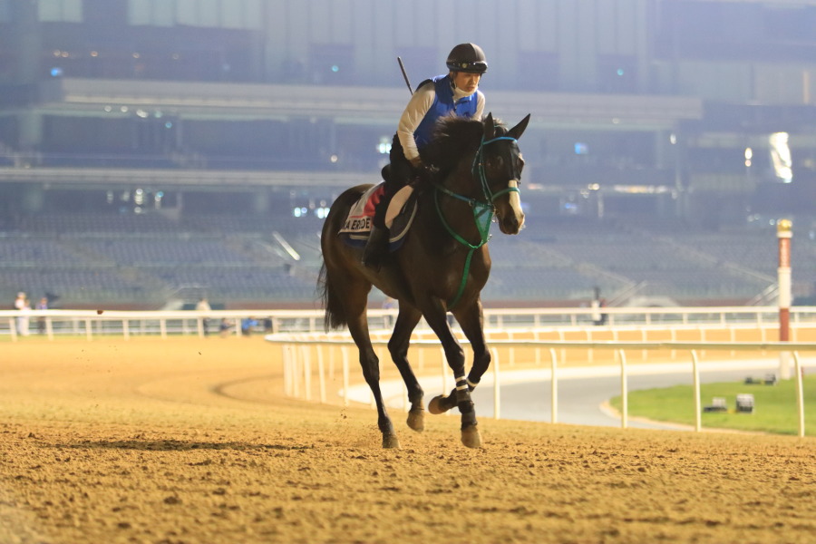 24日の日本馬（UAEダービー組）の画像