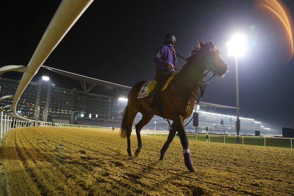 24日の日本馬（ドバイ組ターフ組）の画像