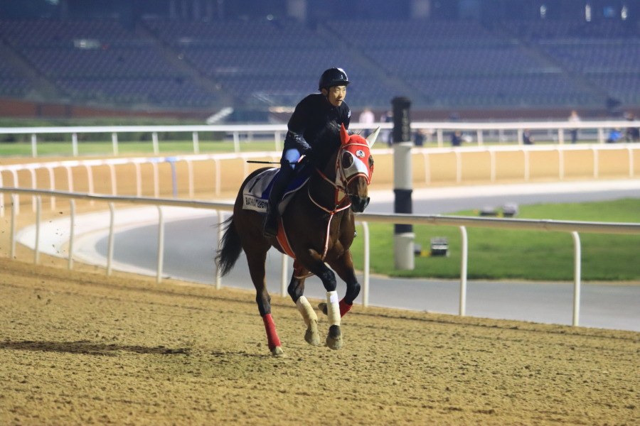 24日の日本馬（ゴドルフィンマイル組）の画像