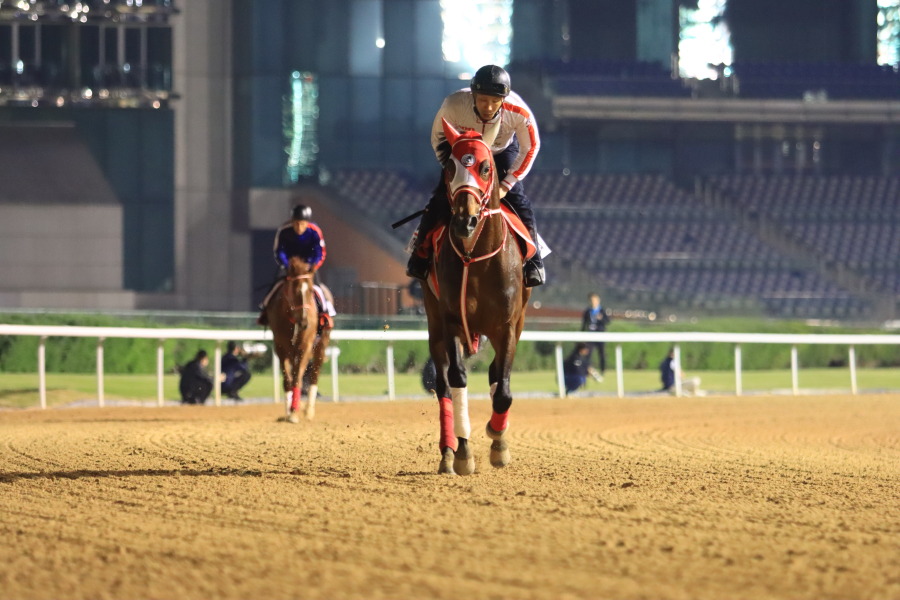 24日の日本馬（ドバイワールドカップ組）の画像