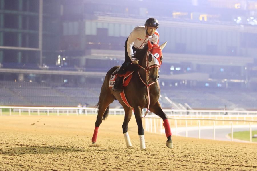 24日の日本馬（ドバイワールドカップ組）の画像