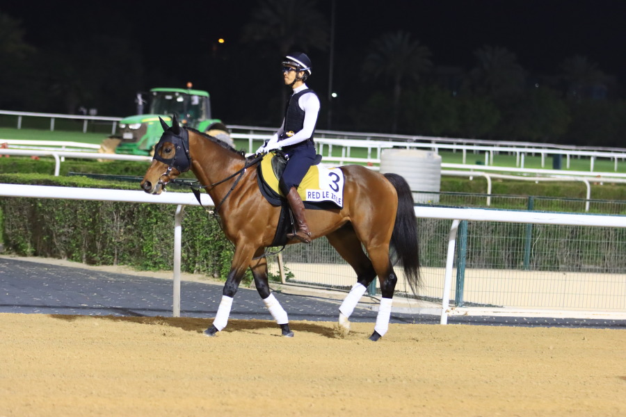 24日の日本馬（ドバイゴールデンシャヒーン組）の画像