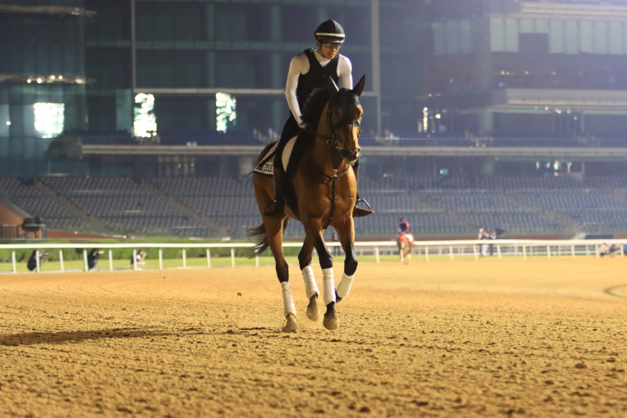 24日の日本馬（ドバイゴールデンシャヒーン組）の画像