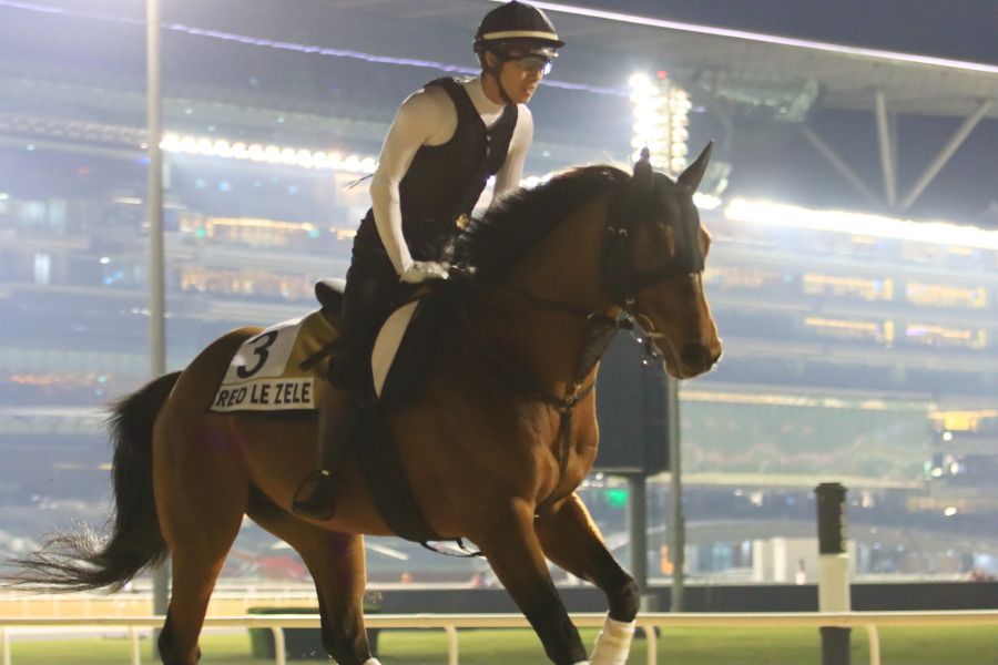 24日の日本馬（ドバイゴールデンシャヒーン組）の画像