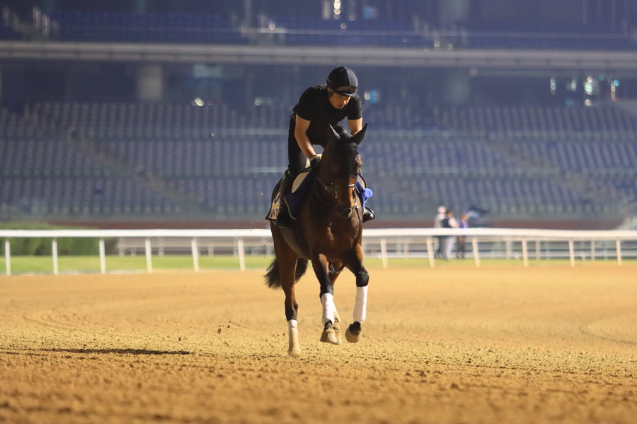 24日の日本馬（ドバイ組ターフ組）の画像