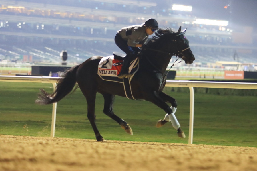 24日の日本馬（ドバイワールドカップ組）の画像